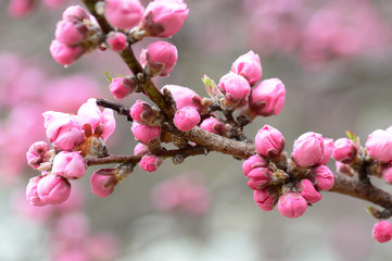 Naklejka premium Pink cherry blossom buds almost ready to open for Japan's spring sakura season