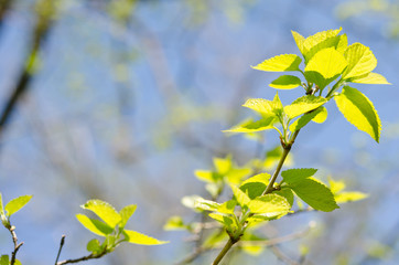 spring branch with young leaves