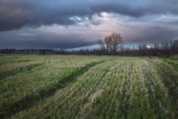 Fototapeta premium harvested field at sunset