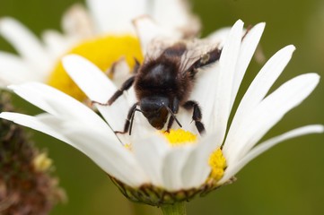 Pollination - bee on the flower