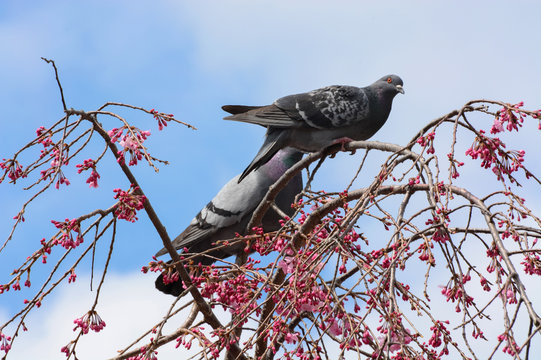 Two pigeons in a weeping cherry tree with pink flower blossoms in Kyoto, Japan