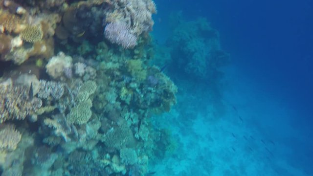 Many different fish near the reef in transparent water.