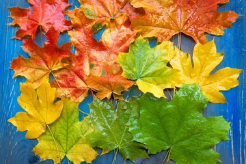 Colorful autumn fallen leaves on blue background