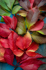 Fototapeta premium Colorful autumn fallen leaves on blue background