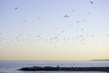 les oiseaux