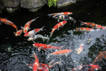 Beautiful colored fishes like Koi, Carp seen swimming in the water. The color of the water looks black and these colored Japanese fishes make the scene amazing. 