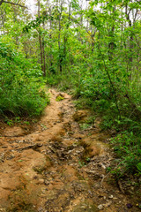 Jungle trail