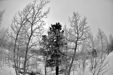 Distorted aspen trees in winter