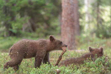 Fototapeta premium Bear cub wants to play but the other cub is just sleeping