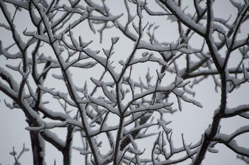 Abstract of snow laden birch branches looking up closeup