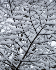 Abstract of snow laden tree branches looking up closeup