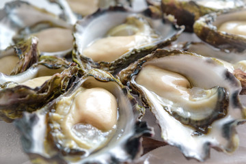 Freshly shucked Sydney Rock Oyster