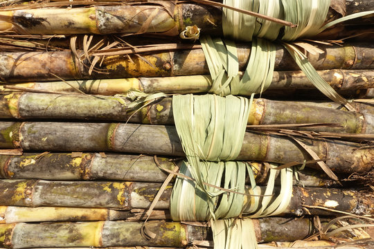 Closeup of sugar cane