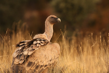 Griffons vultures. Gyps fulvus