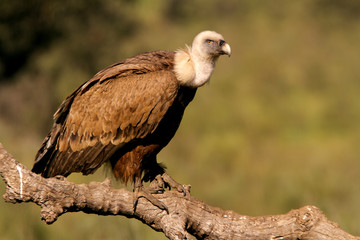 Griffons vultures. Gyps fulvus
