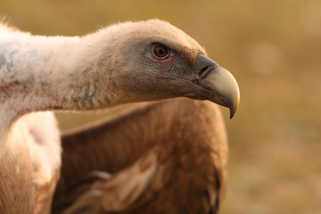 Griffons vultures. Gyps fulvus