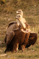 Griffons vultures. Gyps fulvus