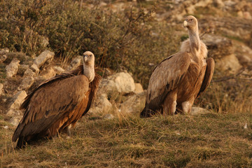 Griffons vultures. Gyps fulvus