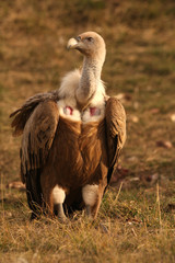 Griffons vultures. Gyps fulvus