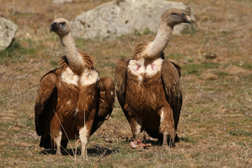Griffon vulture. Gyps fulvus