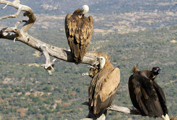 Griffons vultures. Gyps fulvus
