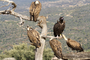 Griffons vultures. Gyps fulvus