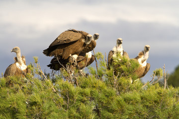 Griffons vultures. Gyps fulvus