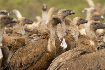 Griffons vultures. Gyps fulvus