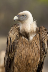 Griffons vultures. . Gyps fulvus. scavenger