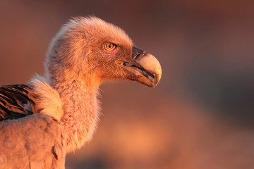 Griffons vultures. Gyps fulvus