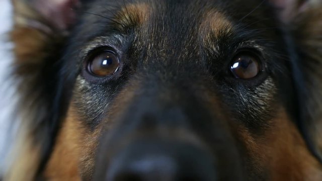 The dog looks curiously. Close-up eyes. German shepherd 