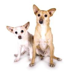 Zwei Mischlingshunde