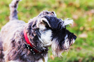 close up schnauzer dog in the countryside