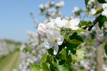 apple blossom in orchard