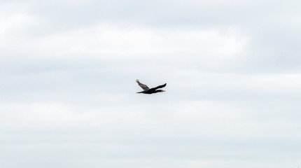 Cormorant Flying A Phalacrocoracidae Captured at Dorset England Summer 2016