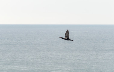 Cormorant Flying D Phalacrocoracidae Captured at Dorset England Summer 2016