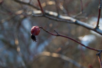 detail of a hip rse fruit in winter