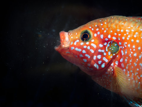 Beautiful large fish feed in the aquarium. Portrait of a Hemichromis lifalili. Macro