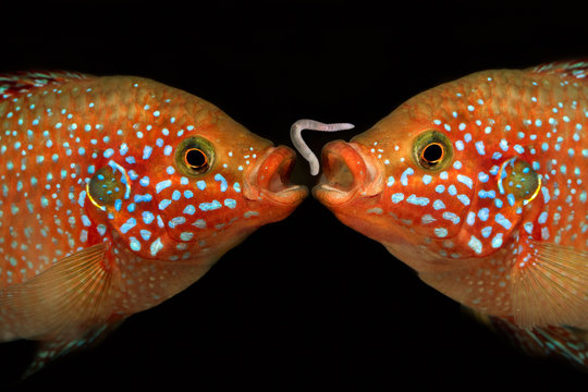 Two fish and a worm. Portrait of a Hemichromis lifalili. Macro