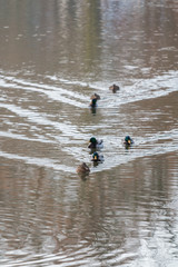 Obraz na płótnie Canvas In einer Reihe schwimmende Enten auf einem Teich