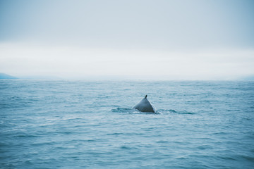 Whale's back in the sea near Iceland