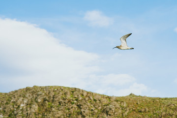 Fototapeta premium Numenius arquata soaring in the sky