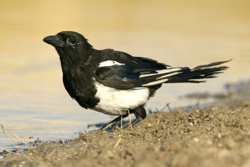 Common magpie. Pica pica