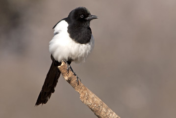 Fototapeta premium Common magpie. Pica pica
