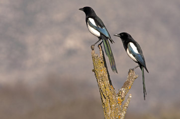 Common magpie. Pica pica