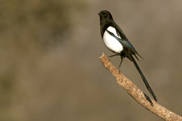 Common magpie. Pica pica