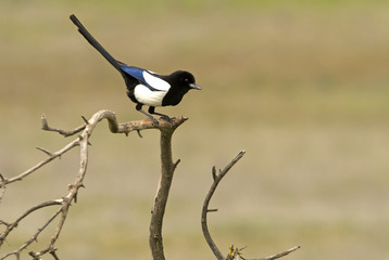 Common magpie. Pica pica