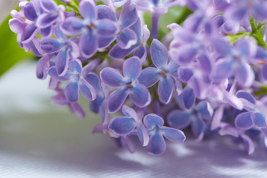 nice lilac © fox17
