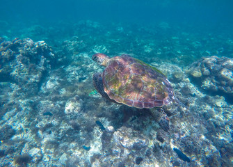 Naklejka na ściany i meble Sea turtle in blue water. Ocean animal - green sea turtle with big shell with seaweeds.