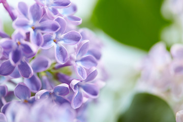 nice lilac